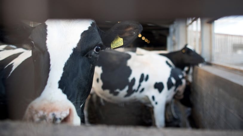 An Iowa teen and his cow are getting love from internet users after a candid photo went viral. This is a stock image of cows in a barn. (Photo by Matt Cardy/Getty Images)