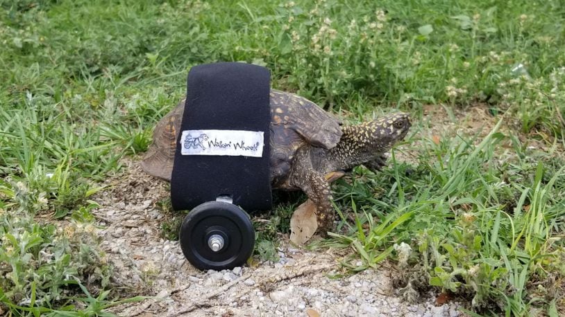 Scoot Reeves was injured by a front-end loader and fitted with a custom wheelchair. (Photo courtesy Walkin' Pets)