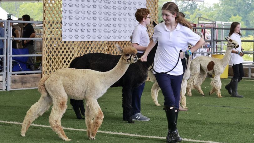 Ava Bowles, 13, shows her alpaca, Happy Camper, during the Warren County Fair Wednesday, July 19, 2023 in Lebanon. NICK GRAHAM/STAFF