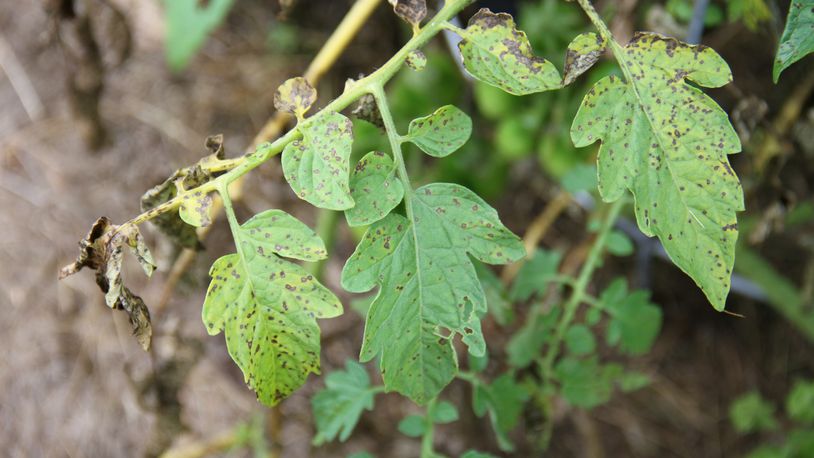 Septoria leaf spot on tomatoes.