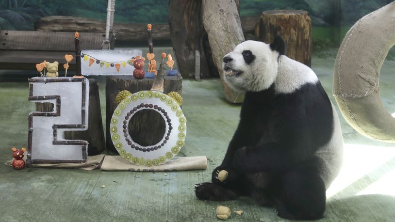 Panda Yuanyuan eats her birthday cake for her 20 years old at the Taipei Zoo in Taipei, Taiwan, Friday, Aug. 30, 2024. Yuanyuan was a gift from China to mark warming ties with Taiwan in 2008. (AP Photo/Chiang Ying-ying)