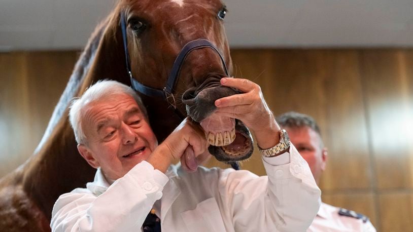 Dr. Peter Sotonyi, rector of the University of Veterinary Medicine in Budapest, Hungary, shows the tongue of a horse during an anatomy lecture for first-year students, using a live horse, Monday, Sept 9. 2024. (AP Photo/Denes Erdos)