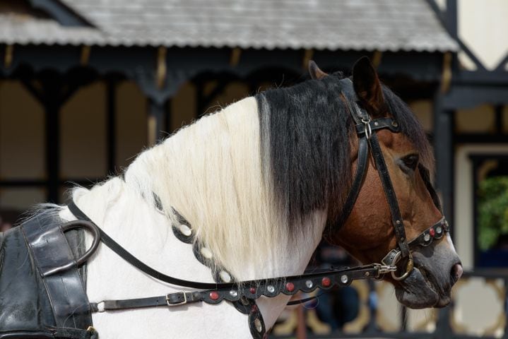 PHOTOS: Did we spot you at the Ohio Renaissance Festival during opening weekend?