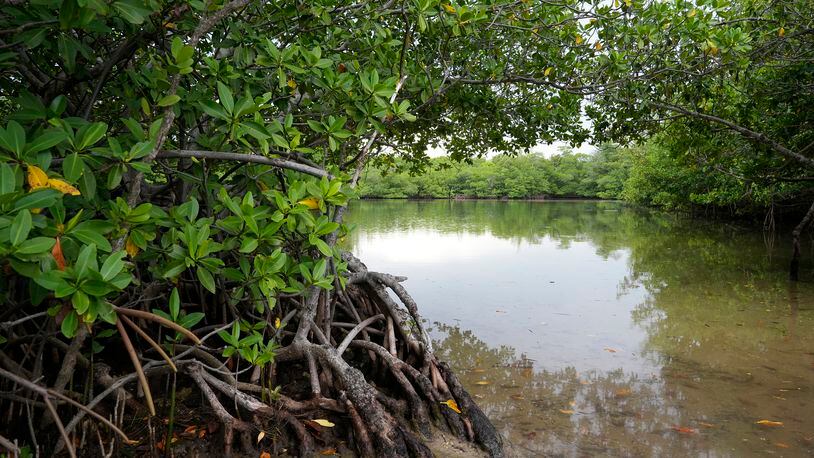 Red mangroves line the shore at Oleta River State Park, Thursday, Aug. 22, 2024, in North Miami Beach, Fla. (AP Photo/Marta Lavandier)