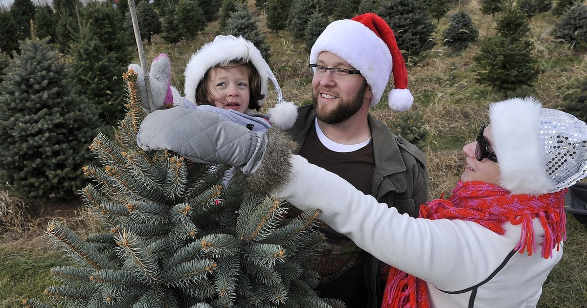 Christmas tree farms, freshcut Christmas trees near Dayton, OH