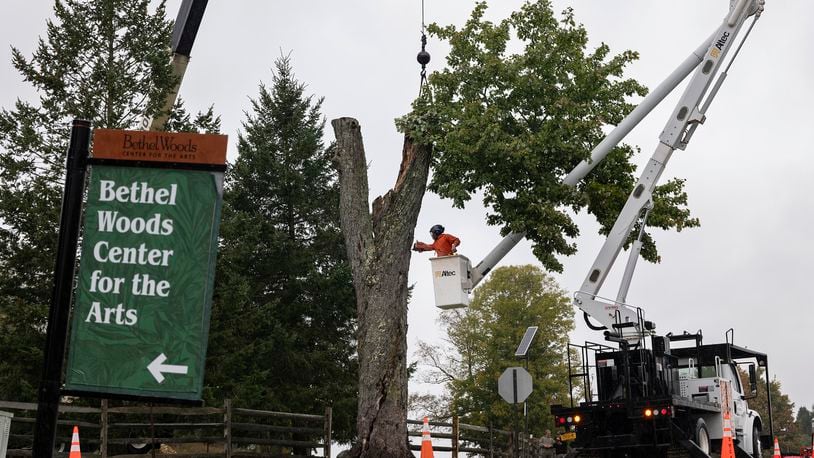 The Message Tree, a tree at the legendary 1969 Woodstock festival used by concertgoers as a sort of message board, is cut down Wednesday, Sept. 25, 2024, at Bethel Woods Center for the Arts in Bethel, N.Y., site of the storied 1969 concert and arts festival. (AP Photo/Craig Ruttle)