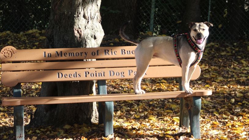 A dog at Deeds Point Dog Park. CORNELIUS FROLIK / STAFF