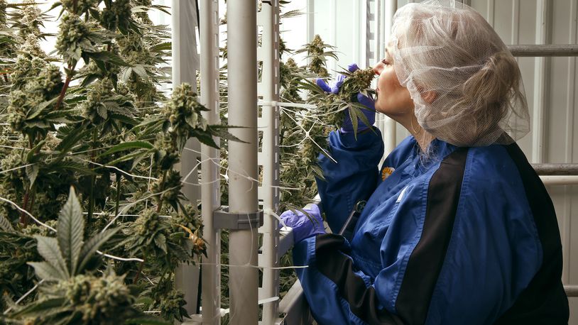 Tracey McMillin, Chief Operating Officer for Pure Ohio Wellness, smells the flowering cannabis plants growning in their cultivation center in Clark County Monday, Dec. 5, 2023. BILL LACKEY/STAFF