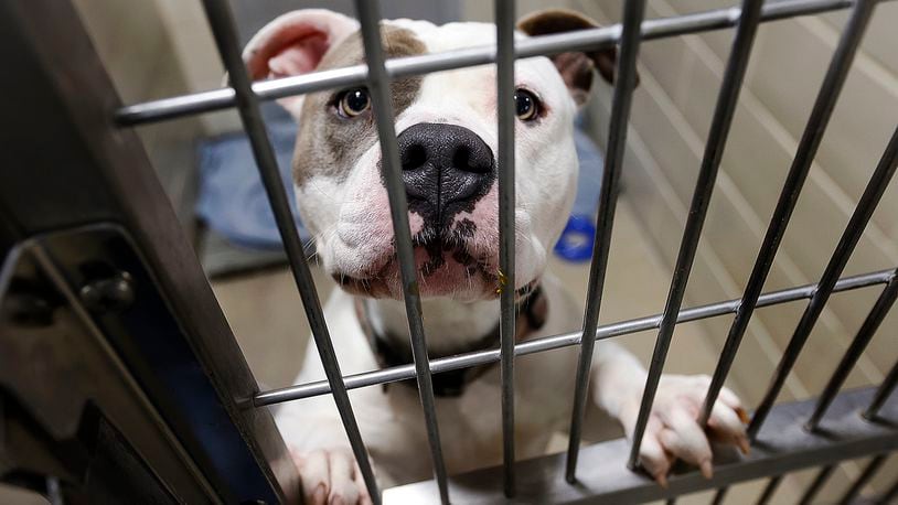 Riley, is a 1-year-old female Pit Bull, waiting for a home at the Animal Resource Center located at 6790 Webster St. in Dayton. MARSHALL GORBY\STAFF