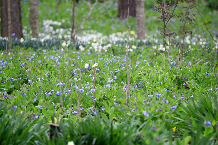 Virginia Bluebells bloom at Aullwood Garden MetroPark