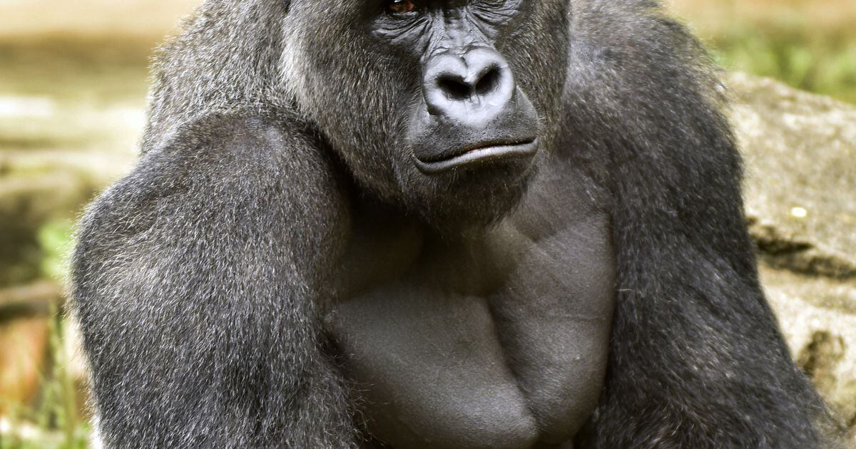 Steelers LB isn't sad about the zoo gorilla's death because he was from  Cincinnati