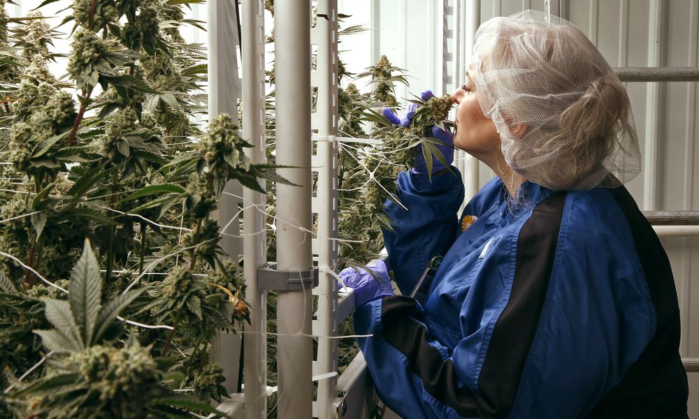 Tracey McMillin, Chief Operating Officer for Pure Ohio Wellness, smells the flowering cannabis plants growning in their cultivation center in Clark County Monday, Dec. 5, 2023. BILL LACKEY/STAFF