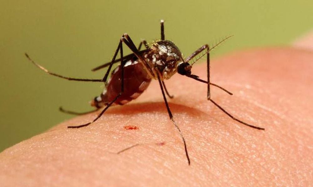 Only a few of the 59 species of mosquitoes in Ohio can transmit disease. However, the diseases these mosquitoes can carry are very serious and include: Eastern equine encephalitis, La Crosse encephalitis, St. Louis encephalitis and West Nile virus. CONTRIBUTED