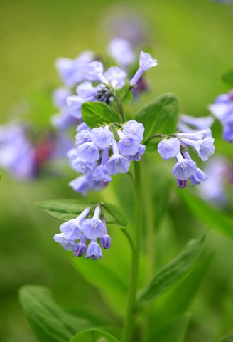 Virginia Bluebells bloom at Aullwood Garden MetroPark