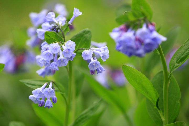 Virginia Bluebells bloom at Aullwood Garden MetroPark