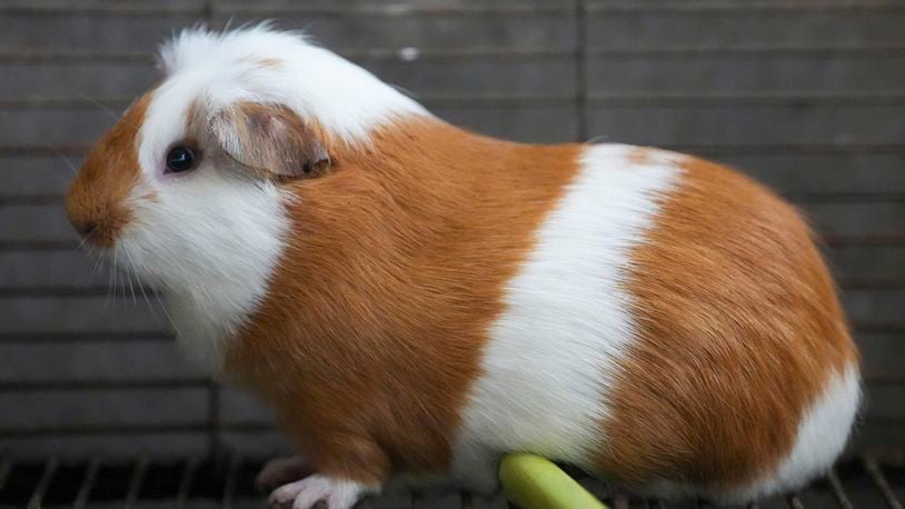 A Peru Guinea Pig stands at an agricultural research farm where breeding animals are raised for distribution to farms across the country, in Lima, Peru, Thursday, Oct. 3, 2024. Peruvian guinea pigs, locally known as 'cuy,' have been traditionally raised for meat consumption since pre-Inca times. (AP Photo/Guadalupe Pardo)