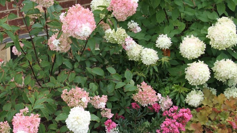 Strawberry vanilla and limelight hydrangeas in the landscape.