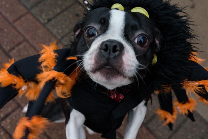 PHOTOS: Did we spot you at Hometown Halloween in downtown Troy?