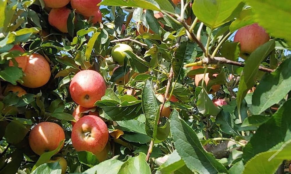 Irons Fruit Farm, a fourth-generation farm, has been welcoming generations of families to its Lebanon orchard. CONTRIBUTED