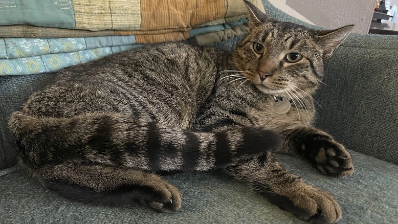 This undated photo provided by Clifton Nesseth shows Drifter, a three-year-old tabby cat who was rescued from a sewer, Tuesday, Sept. 10, 2024, in Duluth, Minn. (Clifton Nesseth via AP)