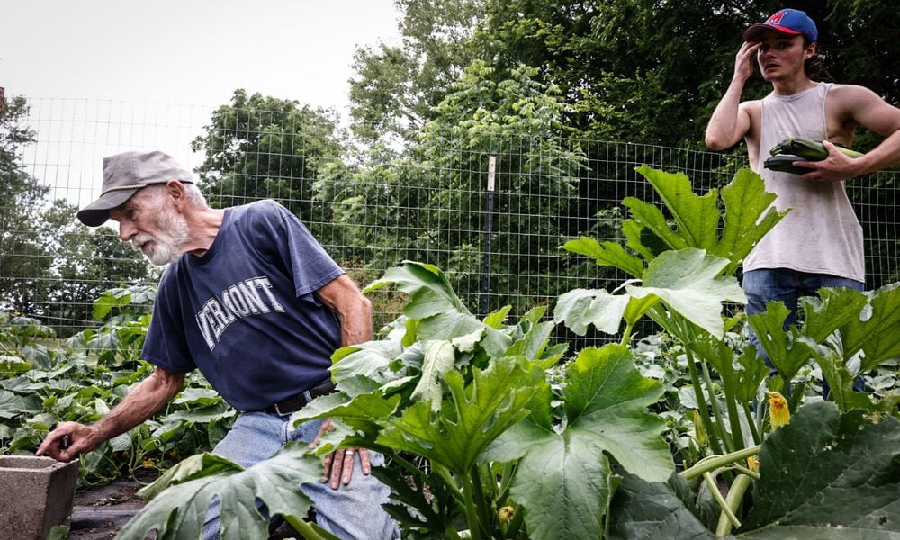 Malcom Jewett, 77 left, harvest summer squash with his grandson Corey Greer on his land in Spring Valley Wednesday July 3, 2024. Jewett donates much of his produce to Kitchens around Dayton to feed hungry people. Jim Noelker/Staff