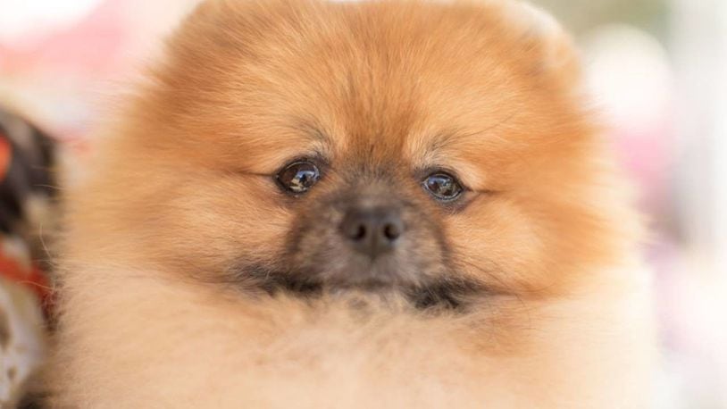 Burglars tossed ammonia on five Pomeranians in a Virginia woman's apartment last week.