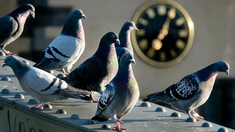 FILE - Pigeons gather on a bridge over the river Main with a church clock in background in Frankfurt, Germany, early Wednesday, May 15, 2019. A German town's referendum on culling pigeons has led to an uproar by animal rights activists. (AP Photo/Michael Probst, File)