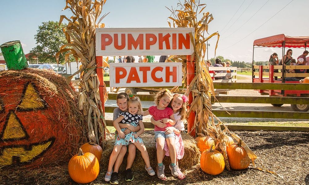 Fall fun at Young's Jersey Dairy includes a pick-your-own pumpkin patch - CONTRIBUTED