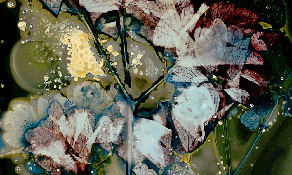 Cara Lee Wade’s camera-less lumen process creates works that reference the symbiotic relationship between nature and humans. Her work is being shown at Rosewood Arts Center. CONTRIBUTED