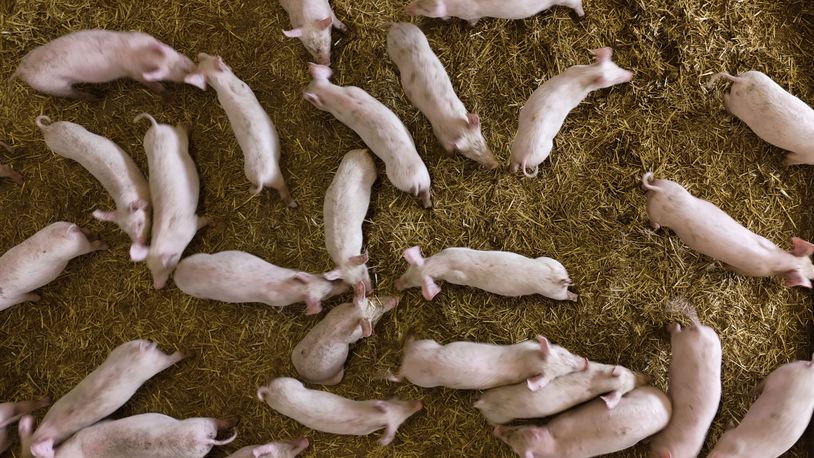 Pigs roam in a shed of the Piggly farm in Pegognaga, near Mantova, northern Italy, Wednesday, Sept. 25, 2024. (AP Photo/Luca Bruno)