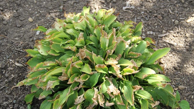 Leaf scorch on hosta is a result of the soil drying out completely.