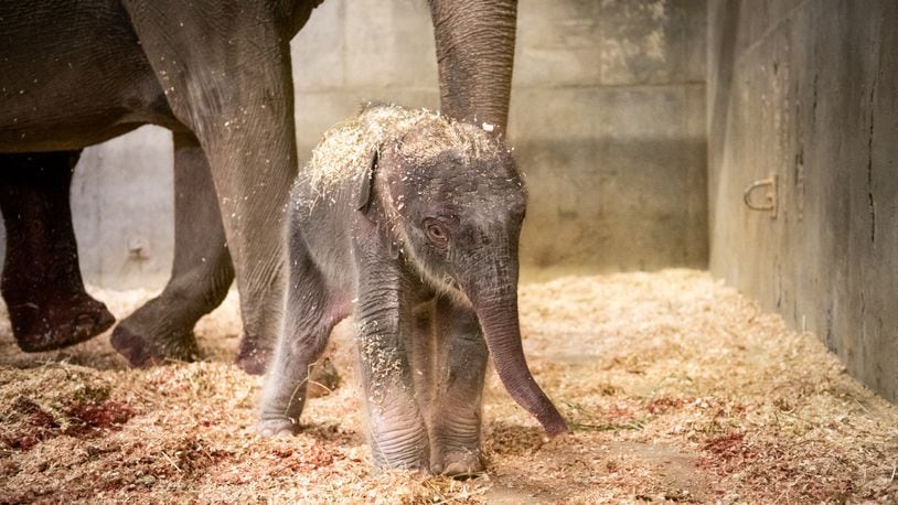 An Asian elephant was born at the Columbus Zoo and Aquarium this week. The calf's mother, 33-year-old Phoebe, carried the baby for 22 months. The calf and mother are doing well. COLUMBUS ZOO AND AQUARIUM