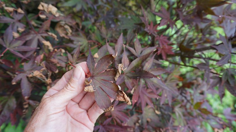 Leaf scorch on Japanese maple; symptoms appear on the outside of the leaf or the margins.