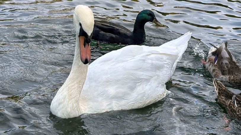 A mute swans swims with ducks in Manlius Swan Pond, in Manlius, N.Y., Sept. 17, 2024 (AP Photo/Carolyn Thompson)