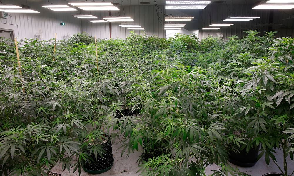 A cultivation room at Pure Ohio Wellness' medical marijuana grow facility in Clark County. BILL LACKEY/STAFF