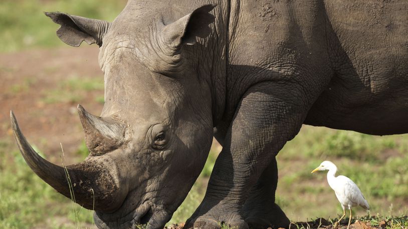 FILE - A black rhino, on the Red List of Threatened Species according to IUCN (International Union for Conservation of Nature), eats grass at Nairobi National Park, on the outskirts of Nairobi, on Wednesday, Jan. 31, 2024 in Nairobi, Kenya. (AP Photo/Brian Inganga, File)