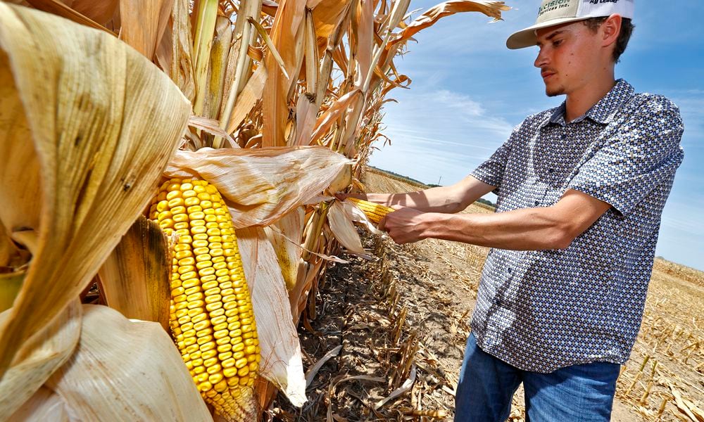 Clark County farmer Lane Harbage exposes some underdeveloped ears of corn in a dried out field on his family's farm Thursday, Sept. 12, 2024. The USDA Farm Service Agency has designated 22 counties in southern and Southwest Ohio as natural disaster areas. BILL LACKEY/STAFF