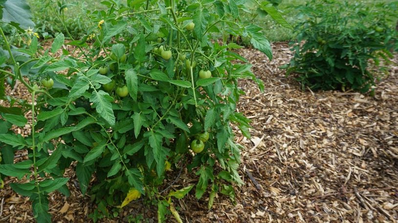 Tomatoes are relatively healthy, but waiting on perfect weather for ripening (bottom yellow leaves with leaf spot).