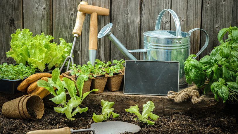 5 tips to growing a home garden