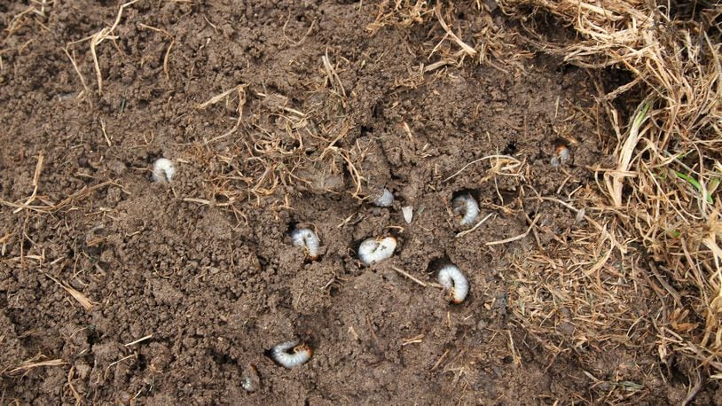 Pulling up the dead turfgrass reveals Japanese beetle grubs in the lawn.