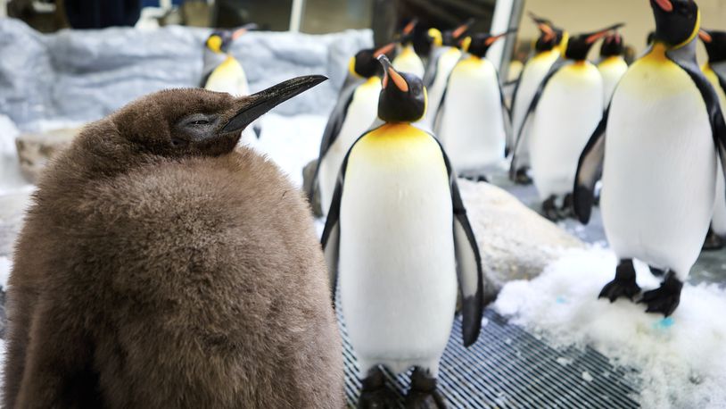 In this photograph provided by SEA LIFE Melbourne, Pesto, a huge king penguin chick who weighs as much as both his parents combined, mingles in his enclosure at Australia's Sea Life Melbourne Aquarium, Sept. 3, 2024, and has become a social media celebrity and a star attraction at the aquarium. (SEA LIFE Melbourne via AP)