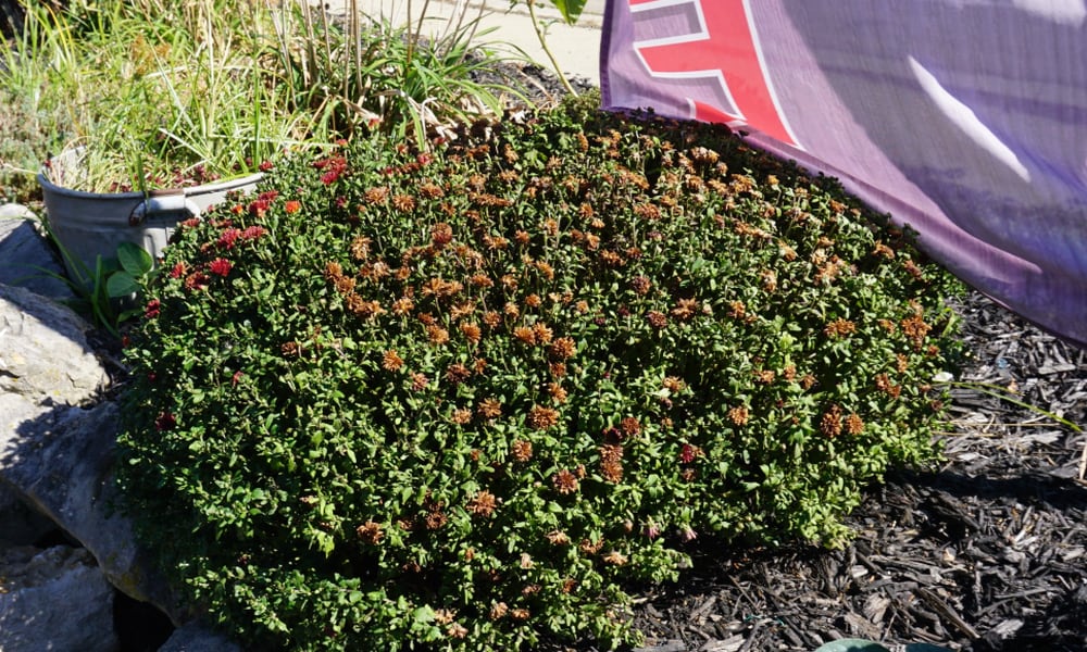 Fall-planted mums showing a lack of water; flowers are more susceptible to dying than foliage. CONTRIBUTED