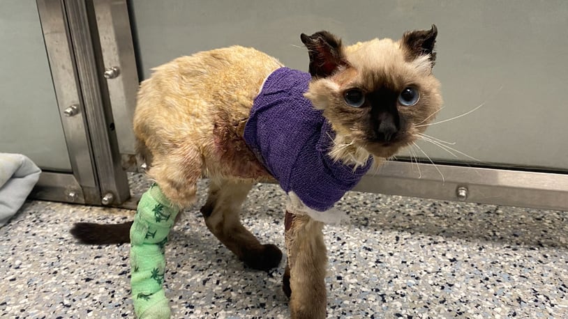 Joffrey, a kitten set on fire in Dayton, has been transferred to The Ohio State University Veterinary Medical Center after arriving at the Humane Society of Greater Dayton in critical condition. The kitten had severe burns and injuries and is continuing to receive treatment. Photo courtesy the Humane Society of Greater Dayton.