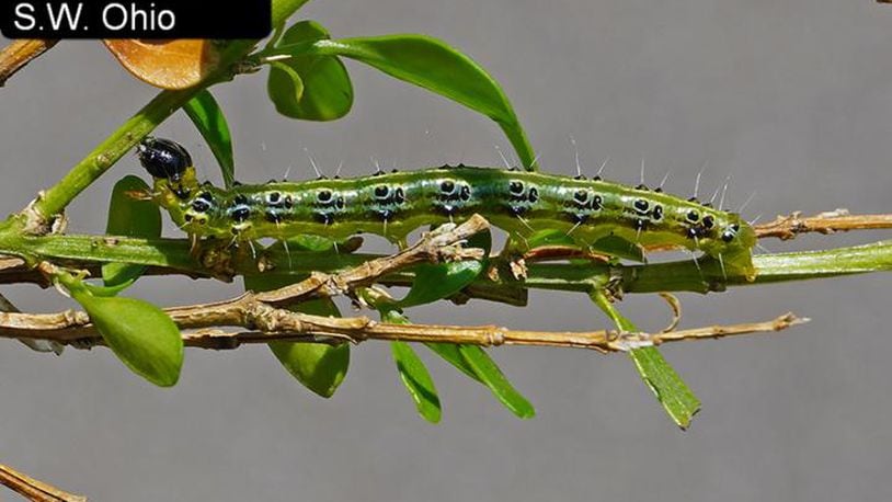 Box tree moth caterpillar