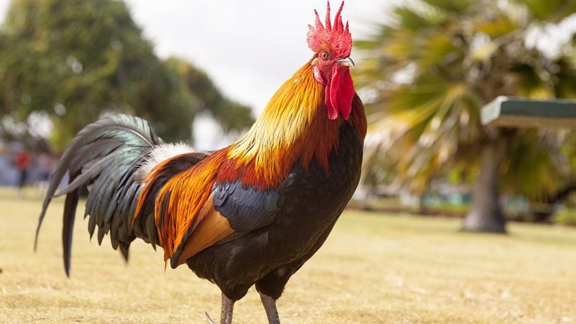 This giant chicken is ruffling feathers all over the internet