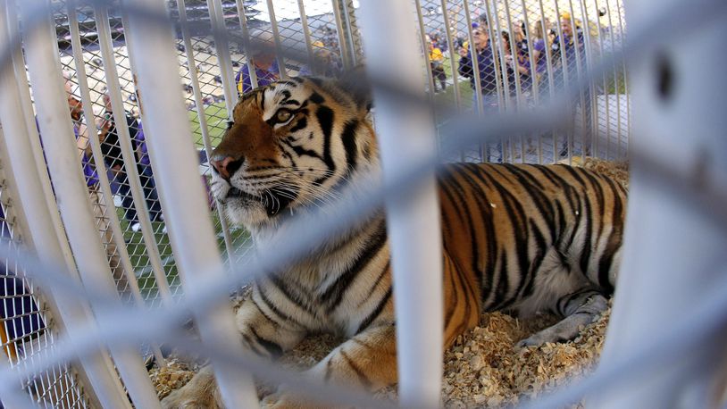 FILE - Louisiana State University's mascot, Mike the Tiger, is seen on the field before the NCAA college football game against Furman in Baton Rouge, La., Oct. 26, 2013. (AP Photo/Jonathan Bachman, File)