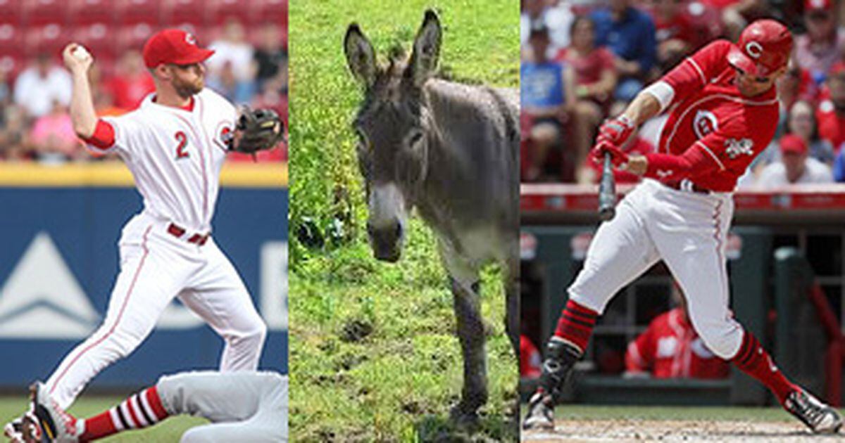 Cincinnati Reds' Zack Cozart to get Donkey from Votto if he makes ASG