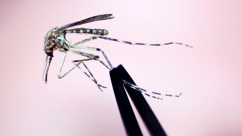 FILE — A Cattail mosquito is held up for inspection Wednesday, Sept. 8, 2010, at the Maine Medical Center Research Institute, in South Portland, Maine. (AP Photo/Pat Wellenbach, File)