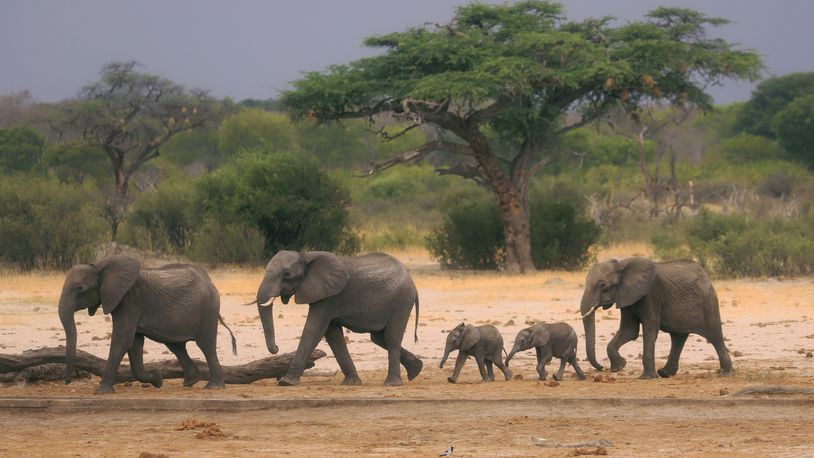 FILE — A herd of elephants make their way through the Hwange National Park, Zimbabwe, in search of water, on Nov. 10, 2019. (AP Photo, File)