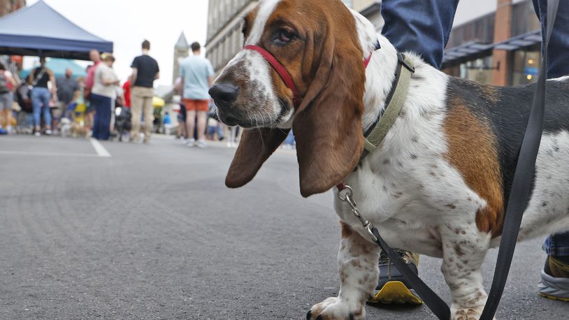 Local dogs had their day Friday, Sept. 6, 2024 during the First Friday Dog Days of Summer celebration on Fountain Avenue in downtown Springfield. BILL LACKEY/STAFF